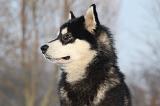 ALASKAN MALAMUTE 319